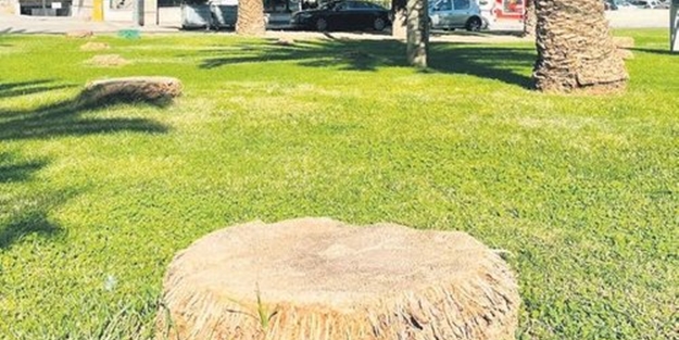 CHP'den İzmir'de ağaç katliamı! Asırlık çınar kesildi