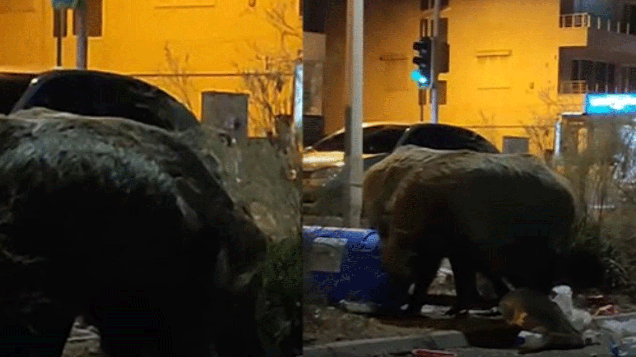 CHP'li Balçova Belediyesi domuzları iyi besliyor! Hepsi fil gibi olmuş!