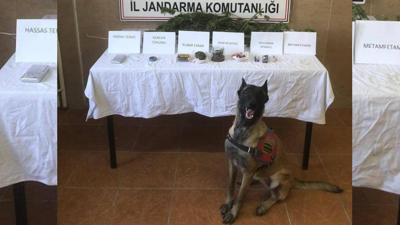 CHP’li başkan suçüstü oldu! Hazine arazisinde uyuşturucu üretimi