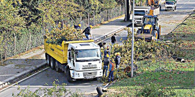 CHP’li belediye 180 ağacı katletti
