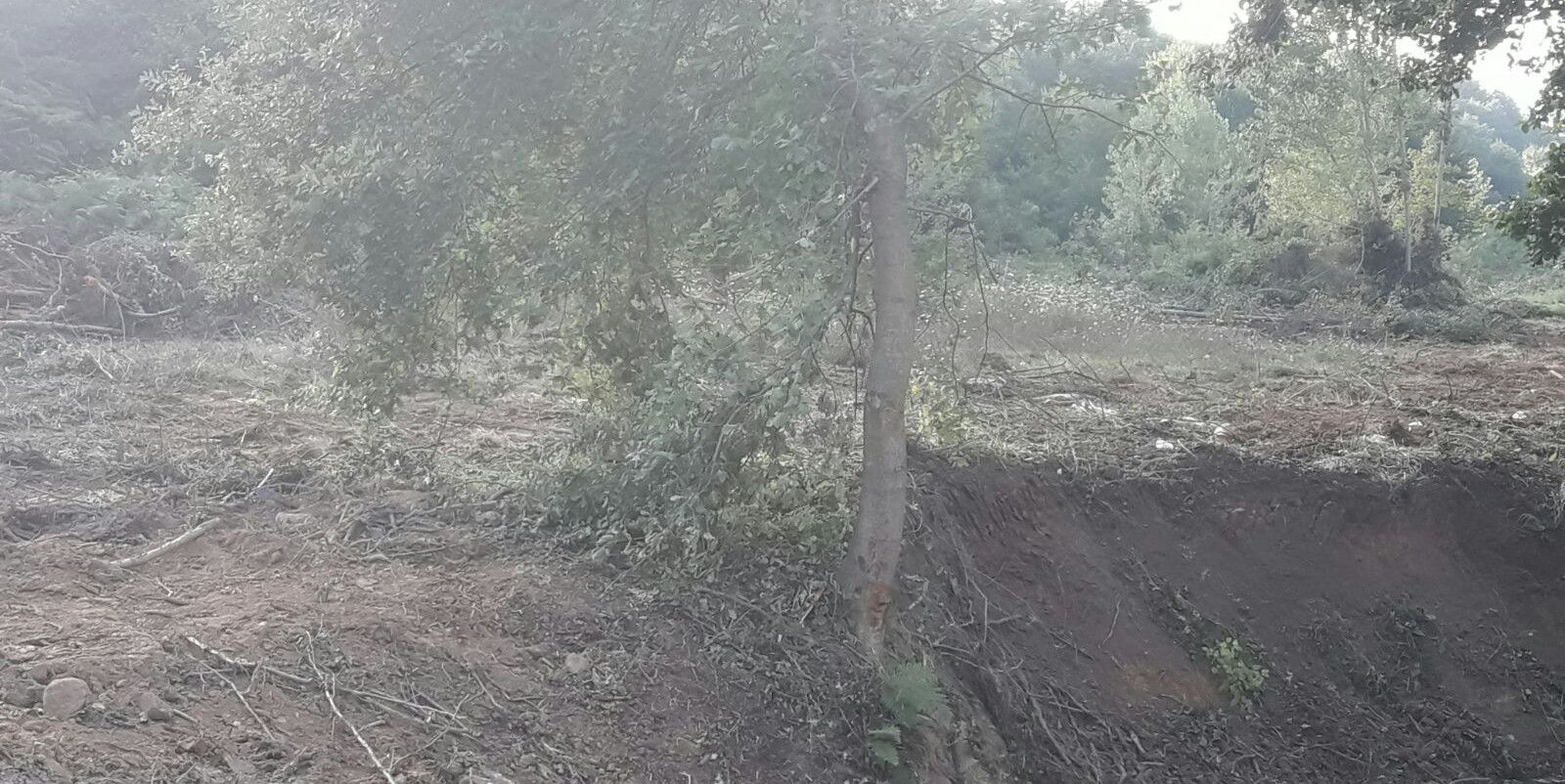Gezi'yi kışkırtan 'Beyaz Türkler'den ağaç katliamı...