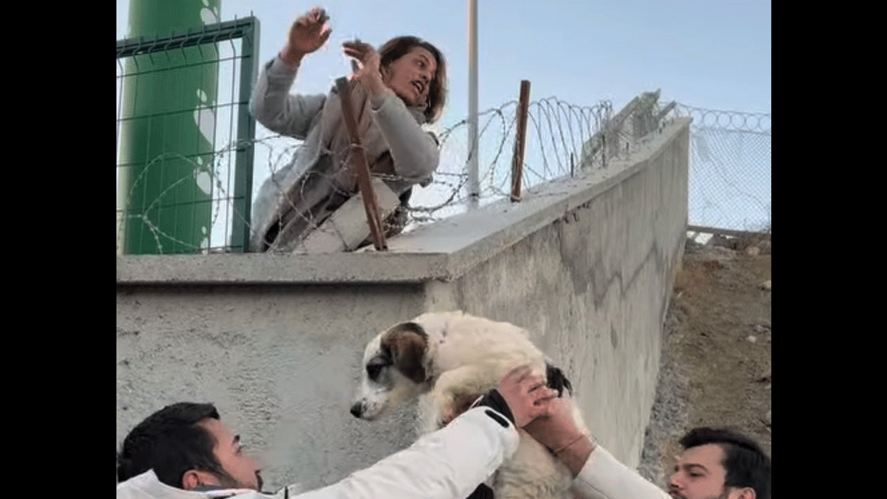 CHP’li belediye köpekleri öldürdü, itperestler barınak bastı, jandarma izledi!