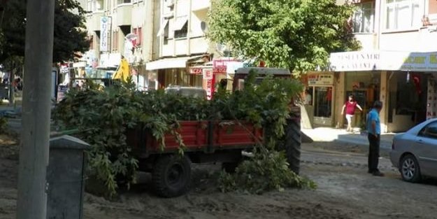 CHP'li belediye tarihi çınarları kesti!