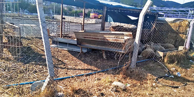 CHP’li belediye üç koyuna sahip çıkamadı