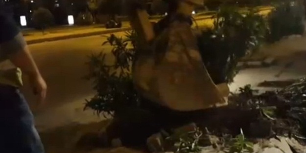 CHP'li belediye yüzlerce ağaç kesti!