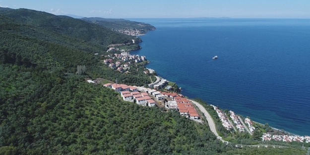 CHP'li belediye zeytinlikleri talan etti