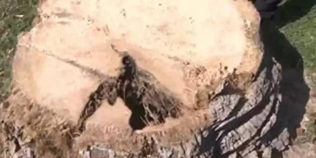 CHP'li belediyeler dur durak bilmiyor! İstanbul'dan sonra bu kez de İzmir'de ağaç katliamı