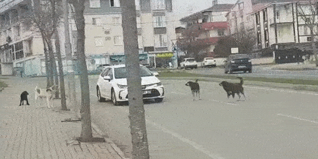 CHP'li belediyeler saldırgan başıboş köpekleri önlemek için neyi bekliyor?