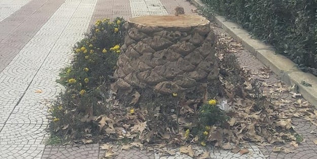 CHP'li belediyelerden ağaç katliamı! İstanbul'dan sonra şimdi de orası