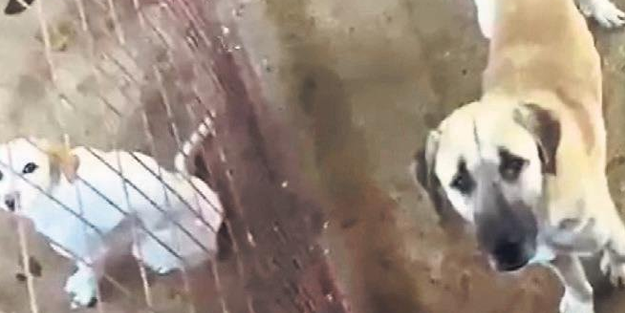 CHP'li belediyenin barınağında hayvanlar açlıktan öldü! 30 ton mamanın faturası nerede!