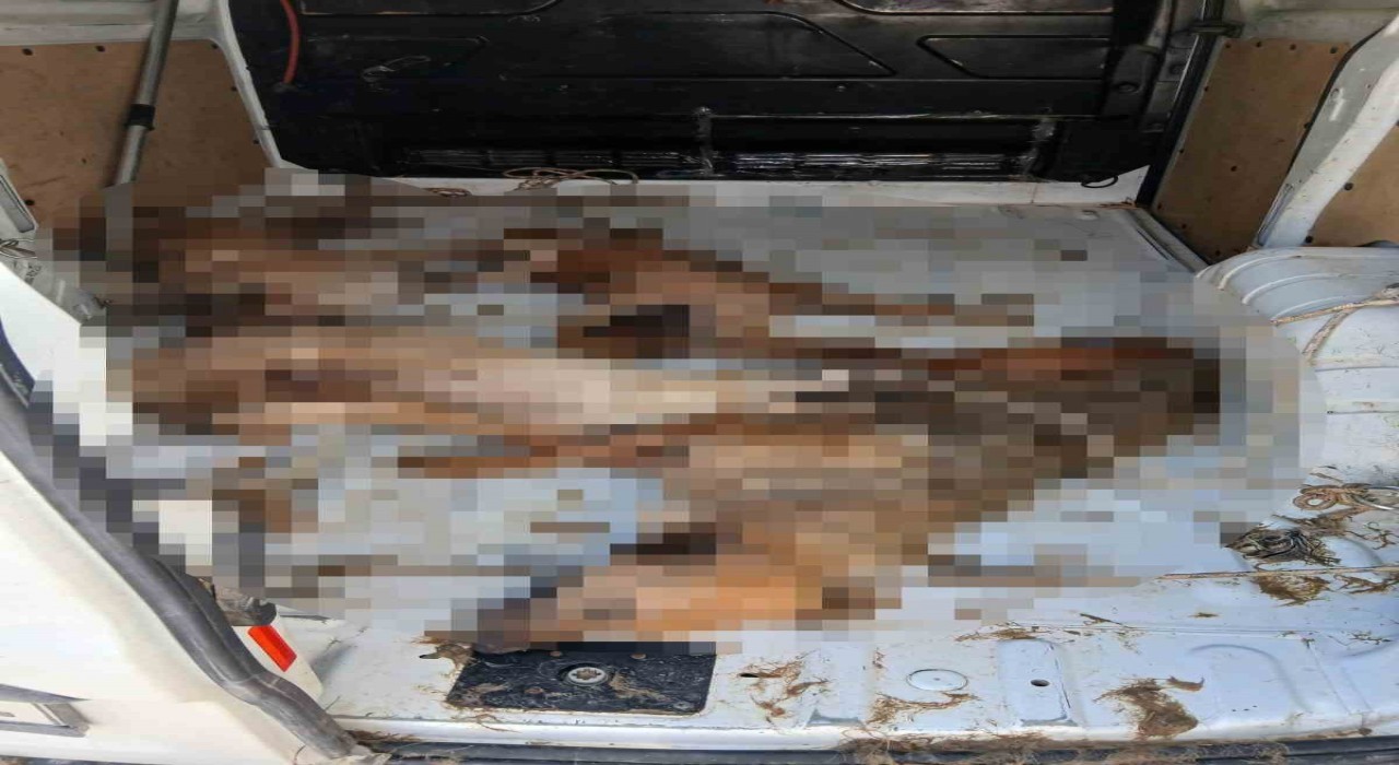 CHP’li belediyenin işbilmezliğine bakın: 4 köpek telef oldu