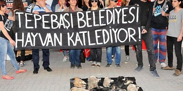 CHP'li belediyeye hayvan katliamı tepkisi