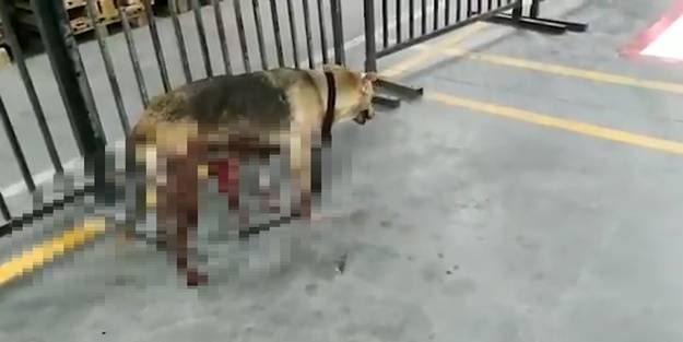 Saatlerce bağırsakları dışarıda dolaşan köpek kurtarılamadı...