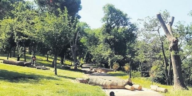 CHP'li İBB'nin tebligat yalanı tutmadı! Emirgan'da ağaç katliamı yaptılar