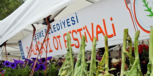 CHP'li rakıcıları ayıltacak bir haber! Alaçatı ot festivali ihalesiz düzenlenmiş