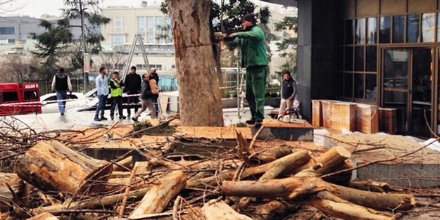 CHP'li Şişli Belediyesi otel için ağaç katletti