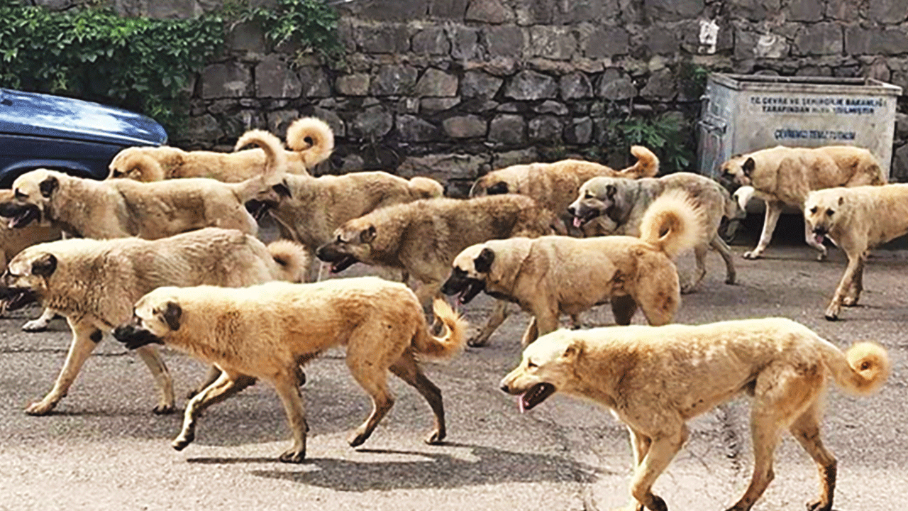 CHP’li susuz belediyesi ile protokol yapmış! Köpek istismarcılarından milyonluk bir vurgun daha