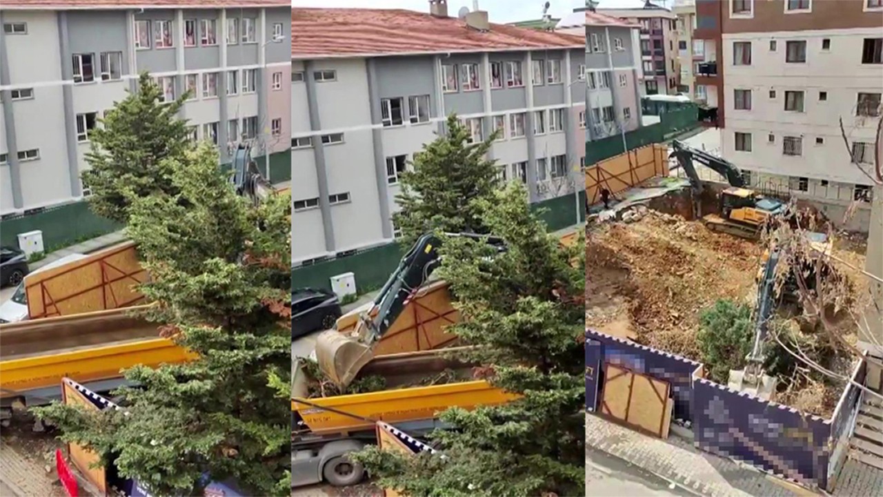Gezi zekalılara duyurulur Twerkçü Sinem Dedetaş onaylı ağaç katliamı