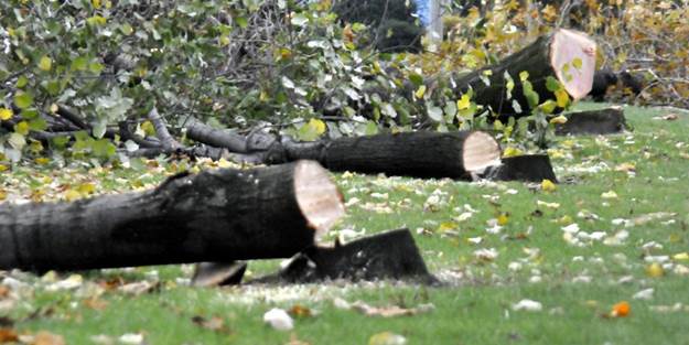CHP'li Yalova Belediyesi 180 ağacı katletti