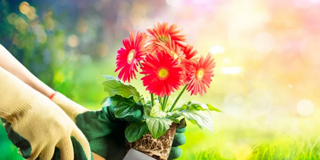 Çiçeği coşturma tüyosu! Solma ve dökülme derdi de olmuyor anında etki gösteriyor