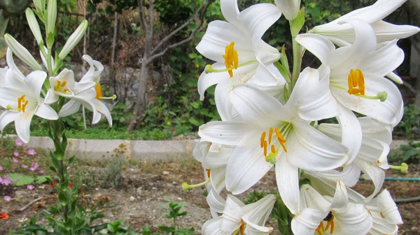 Yetiştirdiği çiçeğin kilosu 120 lira, yağı 5 bin euro!