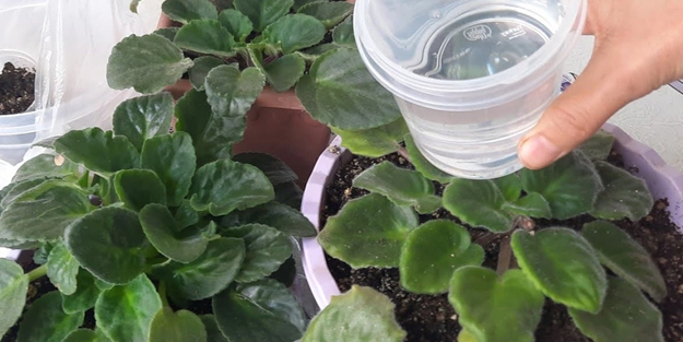 Çiçeğiniz açmıyor mu? Bundan dibine ekleyin çiçek coşsun ve sararmalar yok olsun! Adım adım uygulayın