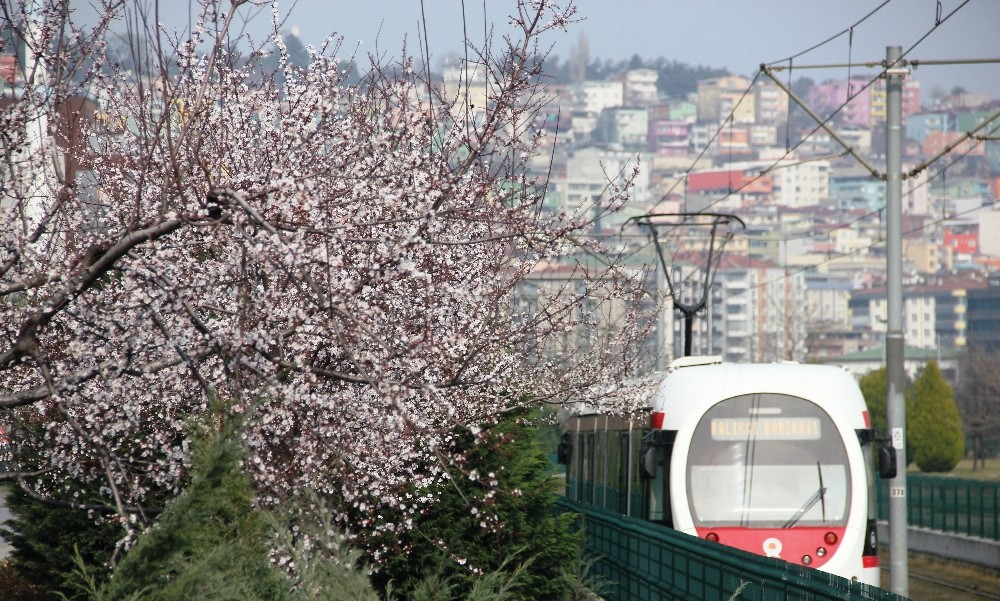 Çiçek açan ağaçlar şehre renk kattı 