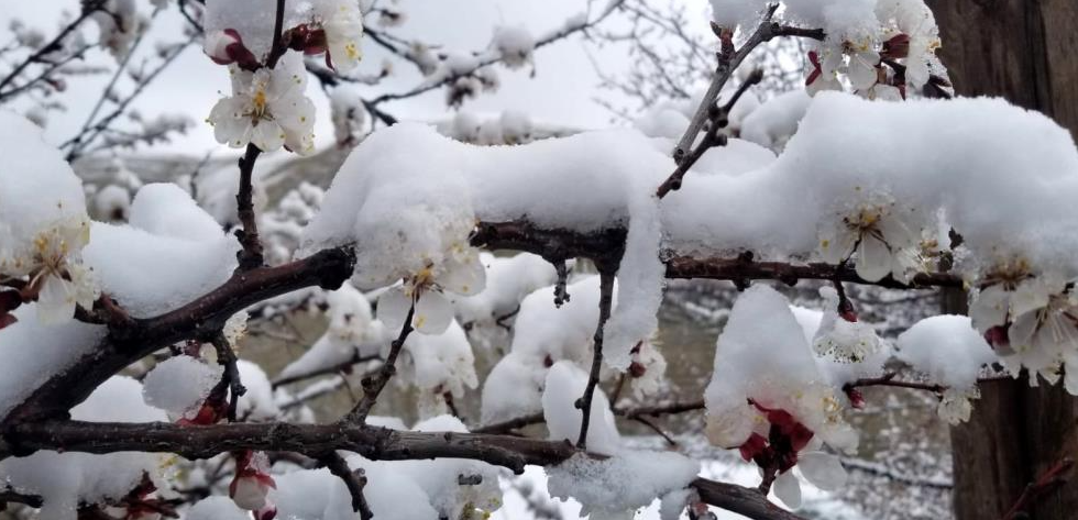 Çiçek açan meyve ağaçlarını don vurdu