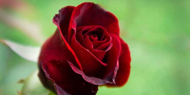 Çiçek ihracatına 'kriz' darbesi