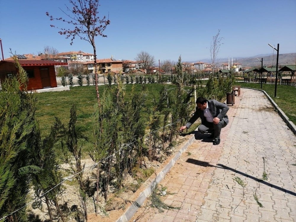 Çiçekdağı Belediyesi 10 bin fidanı toprakla buluşturmak istiyor 