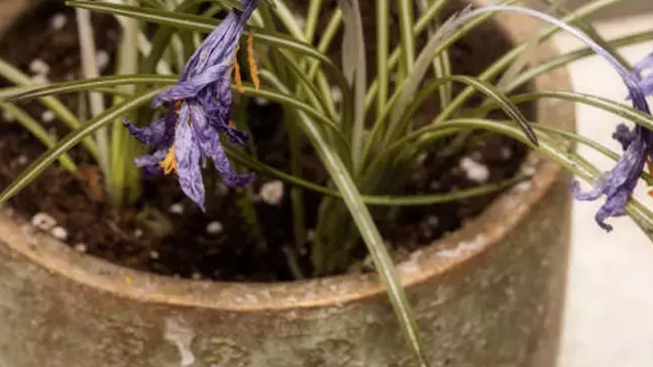 Çiçekler çöp değil: Solmuş çiçekleri çöpe atmayın! Bu formülle çiçekler adeta coşuyor