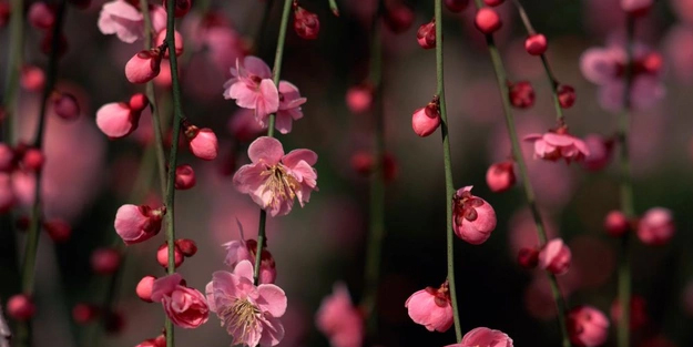 Çiçeklerden doğa için kötü haber, adeta kıyamet alameti patladı: Araştırmacılar hayretler içerisinde! şok iddiası