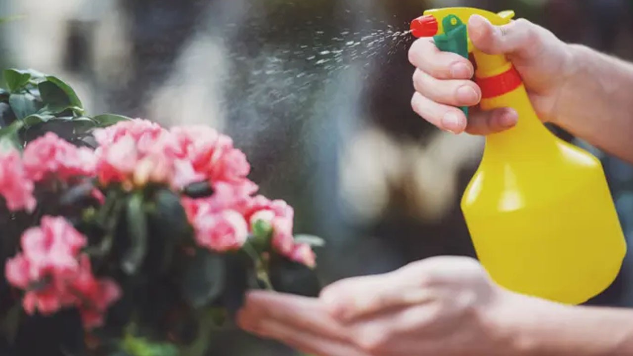 Çiçeklere su sıkılır mı? Duyan herkesi şaşırttı!