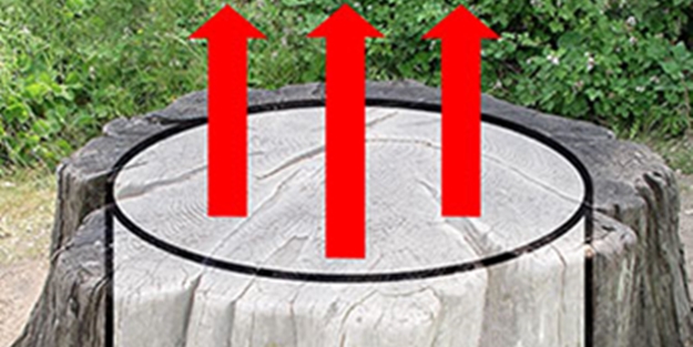 Çiçeklerin nerede yetiştiğine çok şaşıracaksınız - FOTO