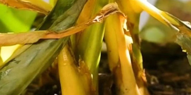 Çiçekleriniz eskisinden daha canlı görünecek: Çiçek daha canlı hale geliyor