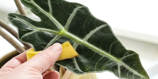 Çiçeklerinizi muz kabuğu ile coşturun