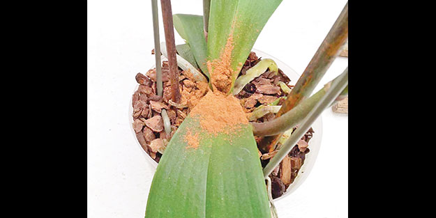 Çiçeklerinizi tarçın korusun, güzelleştirsin