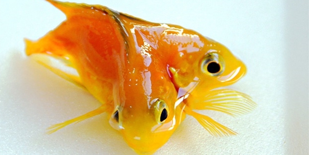 Çift başlı balık görenleri hayrete düşürüyor