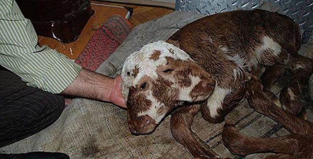 'Çift başlı' buzağı görenleri şaşırttı