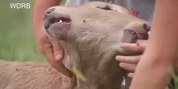 Çift başlı buzağı hayrete düşürdü!