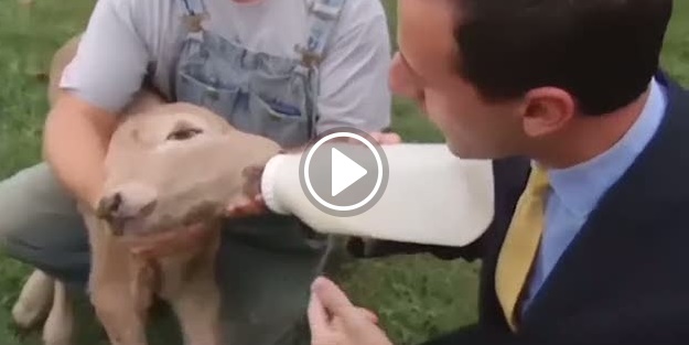 Çift başlı dana görenleri şaşırtıyor