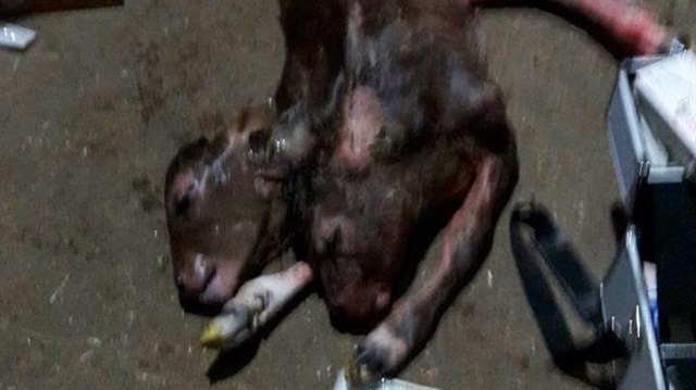 Çift başlı doğdu görenler şaşkına döndü