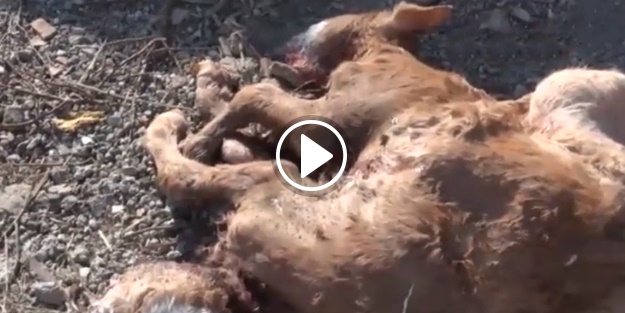 Çift başlı sekiz bacaklı buzağı doğdu!