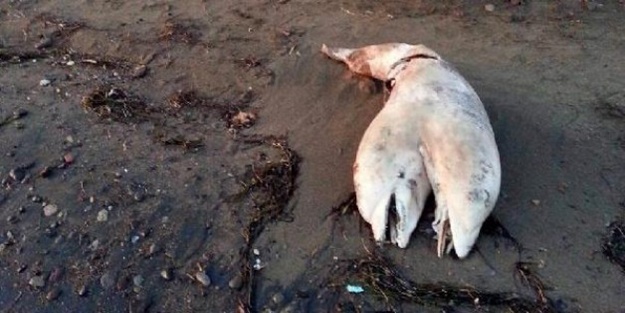 Çift başlı yunus sahile vurdu