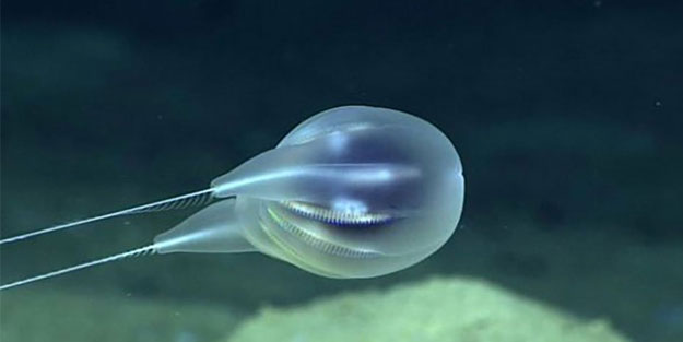 Çift cinsiyetli yeni bir canlı türü keşfedildi