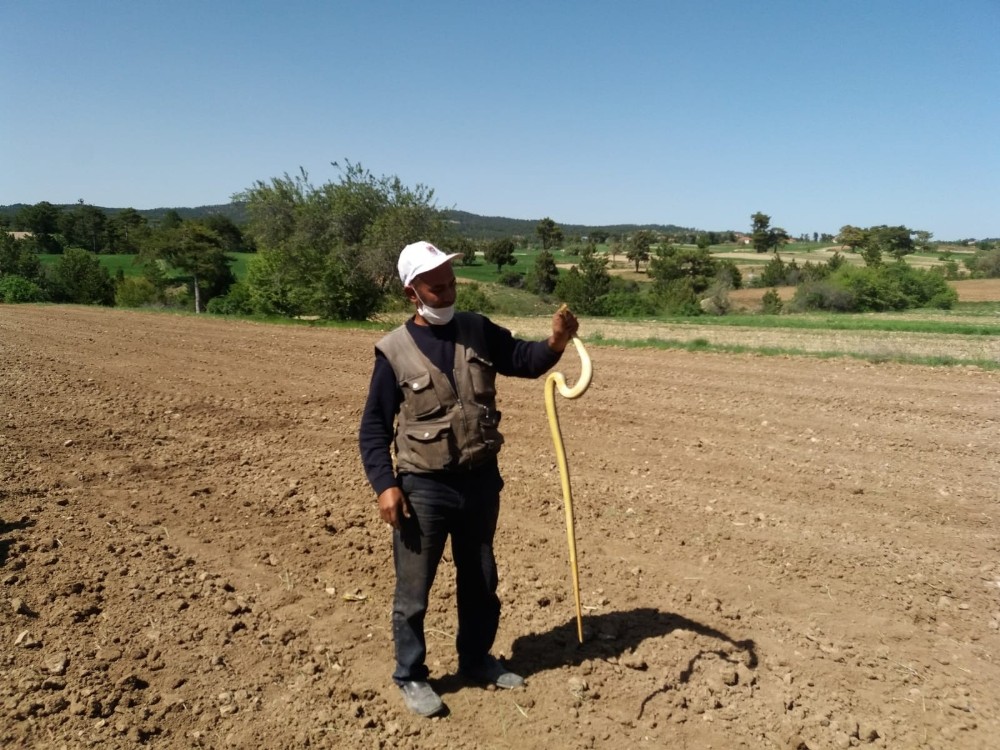 Çiftçi eliyle yakaladığı 1.5 metre uzunluğundaki yılanla böyle oynadı 