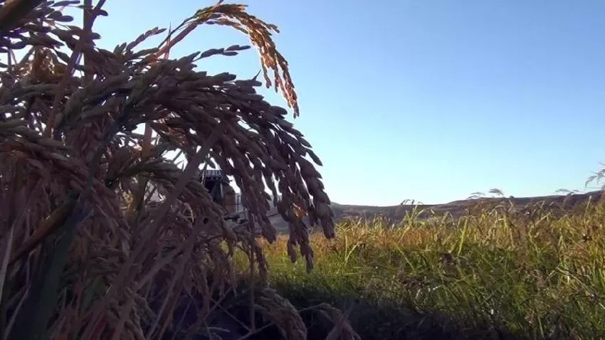 Çiftçi heyecanlandıran haberi aldı, pirinç toplamak için tarlasına koştu: ‘Beyaz altın’ geçim kaynağı hasadı...