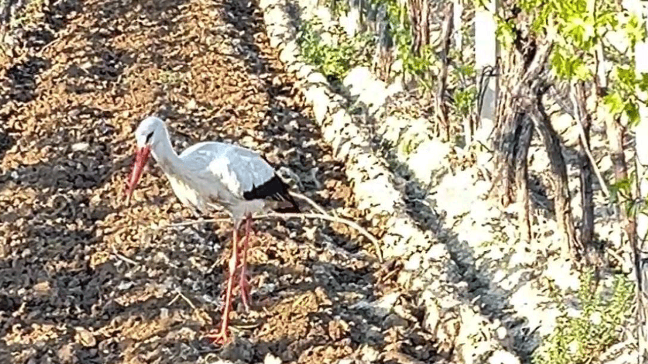 Çiftçi ile leylek işbirliği: Biri sürdü diğeri topladı