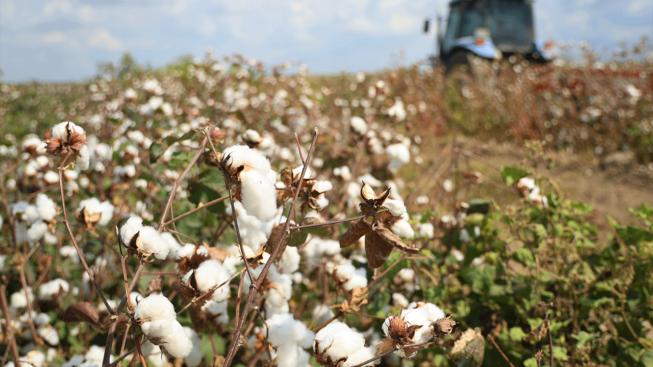 Çiftçi, pamuktan umduğunu bulamadı