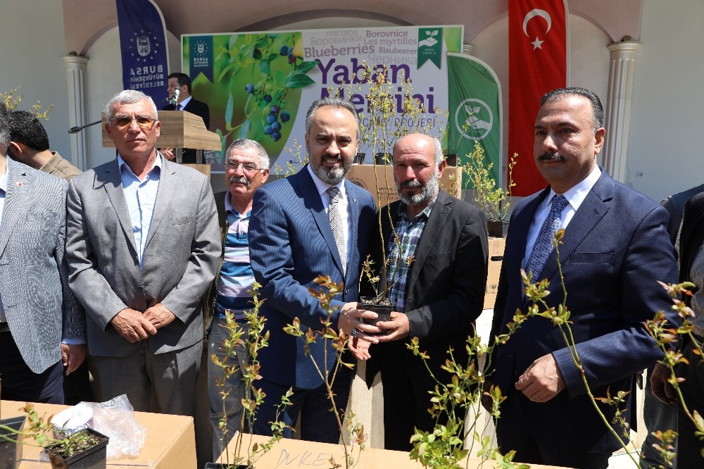Çiftçi yaban mersini ile kalkınıyor 